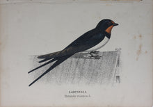 Load image into Gallery viewer, Birds. Five chromolithographs. 1881.
