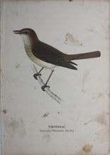 Load image into Gallery viewer, Birds. Five chromolithographs. 1881.