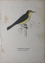 Load image into Gallery viewer, Birds. Five chromolithographs. 1881.