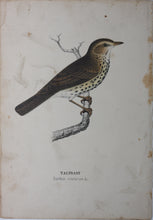 Load image into Gallery viewer, Birds. Five chromolithographs. 1881.