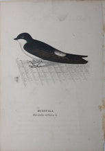 Load image into Gallery viewer, Birds. Five chromolithographs. 1881.