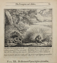Load image into Gallery viewer, Francis Barlow. XL. The Porcupines and Adders. From Aesop's Fables. Etching. 1666.