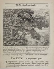 Load image into Gallery viewer, Francis Barlow. LXXVI. The Nightingale and Hawk. From Aesop's Fables. Etching. 1666.