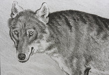 Load image into Gallery viewer, Jacques de Sève, after. Le Loup. Engraved by Christian Friedrich Fritzsch. 1772.