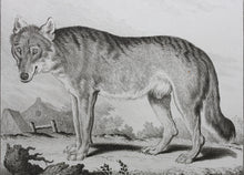 Load image into Gallery viewer, Jacques de Sève, after. Le Loup. Engraved by Christian Friedrich Fritzsch. 1772.