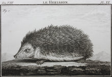 Load image into Gallery viewer, Jacques de Sève, after. Le Herisson. Engraved by Christian Friedrich Fritzsch. C. 1772.