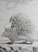 Load image into Gallery viewer, Jacques de Sève, after. Autre Porc - epic. Engraved by Christian Friedrich Fritzsch. 1770.