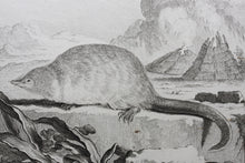 Load image into Gallery viewer, Jacques de Sève, after. le Desman. Engraved by Christian Friedrich Fritzsch. 1768.