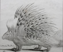 Load image into Gallery viewer, Jacques de Sève, after. Autre Porc - epic. Engraved by Christian Friedrich Fritzsch. 1770.