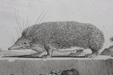 Load image into Gallery viewer, Jacques de Sève, after.  Le Tendrac . Engraved by Christian Friedrich Fritzsch. 1770.
