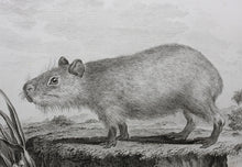 Load image into Gallery viewer, Jacques de Sève, after. Le Cabiai. Engraved by Christian Friedrich Fritzsch. 1770.
