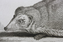 Load image into Gallery viewer, Jacques de Sève, after. Le Herisson. Engraved by Christian Friedrich Fritzsch. C. 1772.