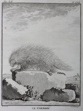 Load image into Gallery viewer, Jacques de Sève, after. Le Coendou. Engraved by Christian Friedrich Fritzsch. 1770.