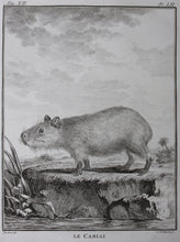 Load image into Gallery viewer, Jacques de Sève, after. Le Cabiai. Engraved by Christian Friedrich Fritzsch. 1770.