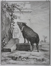 Load image into Gallery viewer, Jacques de Sève, after. Pecari in antique ruins. Engraved by C.F. Fritzsch. C. 1772.