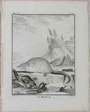 Load image into Gallery viewer, Jacques de Sève, after. le Desman. Engraved by Christian Friedrich Fritzsch. 1768.
