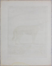 Load image into Gallery viewer, Jacques de Sève, after. Loup Noir. Engraved by Christian Friedrich Fritzsch. 1776.