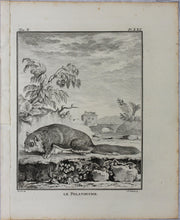 Load image into Gallery viewer, Jacques de Sève, after. Le Polatouche. Engraved by Christian Friedrich Fritzsch. C. 1772.