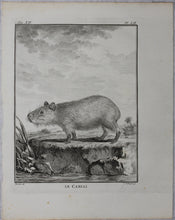 Load image into Gallery viewer, Jacques de Sève, after. Le Cabiai. Engraved by Christian Friedrich Fritzsch. 1770.