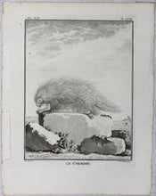 Load image into Gallery viewer, Jacques de Sève, after. Le Coendou. Engraved by Christian Friedrich Fritzsch. 1770.
