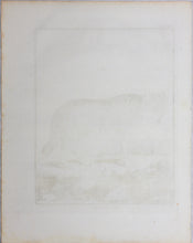 Load image into Gallery viewer, Jacques de Sève, after. Le Loup. Engraved by Christian Friedrich Fritzsch. 1772.