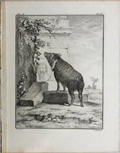 Load image into Gallery viewer, Jacques de Sève, after. Pecari in antique ruins. Engraved by C.F. Fritzsch. C. 1772.