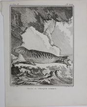 Load image into Gallery viewer, Jacques de Sève, after. Variete du Phoque Commun. Engraved by O. de Vries. 1785.