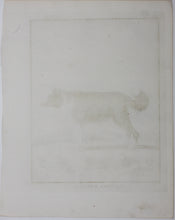 Load image into Gallery viewer, Jacques de Sève, after. Le Chien d'Islande. Engraved by Christian Friedrich Fritzsch. 1766.