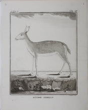 Load image into Gallery viewer, Ritbok Femelle. Engraved by William Tringham. 1785.