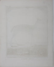 Load image into Gallery viewer, Ritbok Femelle. Engraved by William Tringham. 1785.
