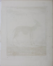 Load image into Gallery viewer, Le Bosbok. Engraved by Christian Friedrich Fritzsch. 1785.