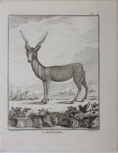 Load image into Gallery viewer, C. Ed., after. l'Antilope. Engraved by Christian Friedrich Fritzsch. 1771.