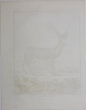 Load image into Gallery viewer, C. Ed., after. l'Antilope. Engraved by Christian Friedrich Fritzsch. 1771.