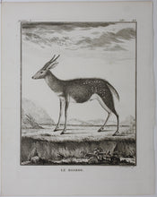 Load image into Gallery viewer, Le Bosbok. Engraved by Christian Friedrich Fritzsch. 1785.
