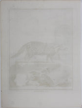Load image into Gallery viewer, Jacques de Sève, after. La Civette. Engraved by Christian Friedrich Fritzsch. C. 1767.