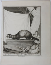 Load image into Gallery viewer, Jacques de Sève, after. Le Putois. Engraved by Christian Friedrich Fritzsch. 1772.