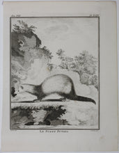 Load image into Gallery viewer, Jacques de Sève, after. Le Furet Putois. Engraved by Christian Friedrich Fritzsch. 1772.