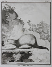 Load image into Gallery viewer, Jacques de Sève, after. Le Furet Putois. Engraved by Christian Friedrich Fritzsch. 1772.