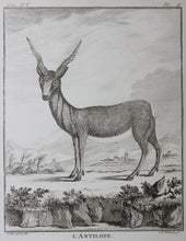 Load image into Gallery viewer, C. Ed., after. l'Antilope. Engraved by Christian Friedrich Fritzsch. 1771.