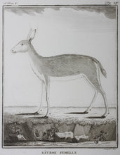 Load image into Gallery viewer, Ritbok Femelle. Engraved by William Tringham. 1785.