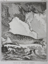 Load image into Gallery viewer, Jacques de Sève, after. Variete du Phoque Commun. Engraved by O. de Vries. 1785.