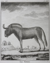 Load image into Gallery viewer, Le Gnou. Engraved by B. de Bakker. 1771.