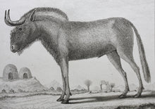 Load image into Gallery viewer, Le Gnou. Engraved by B. de Bakker. 1771.
