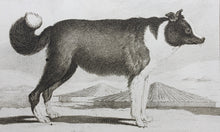 Load image into Gallery viewer, Jacques de Sève, after. Le Chien d'Islande. Engraved by Christian Friedrich Fritzsch. 1766.