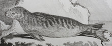 Load image into Gallery viewer, Jacques de Sève, after. Variete du Phoque Commun. Engraved by O. de Vries. 1785.