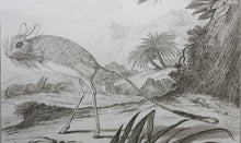 Load image into Gallery viewer, Jurriaan Andriessen, after. Le Gerbo. Engraved by Christian Friedrich Fritzsch. 1771.