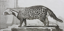 Load image into Gallery viewer, Jacques de Sève, after. La Civette. Engraved by Christian Friedrich Fritzsch. C. 1767.