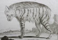 Load image into Gallery viewer, Jacques de Sève, after. l'Hyaene. Engraved by Christian Friedrich Fritzsch. 1767.
