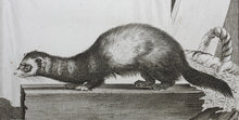 Load image into Gallery viewer, Jacques de Sève, after. Le Putois. Engraved by Christian Friedrich Fritzsch. 1772.