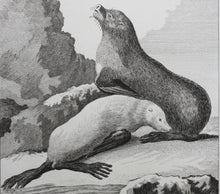 Load image into Gallery viewer, Jacques de Sève, after. L'Ours-Marin. Engraved by O. de Vries. 1785.